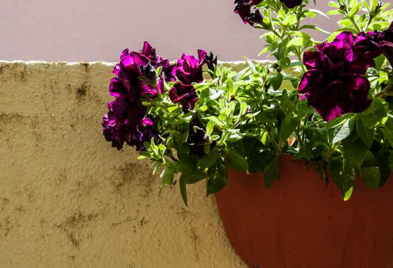 B&B Serendipity Giardino