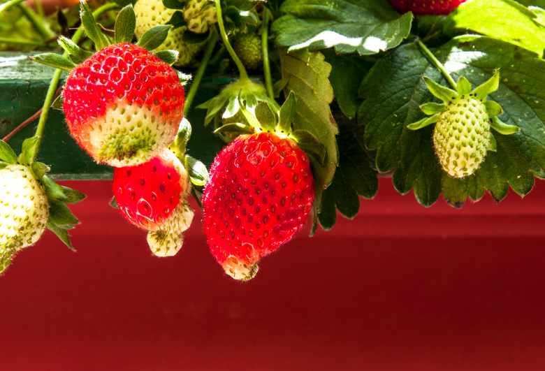 B&B Serendipity Giardino